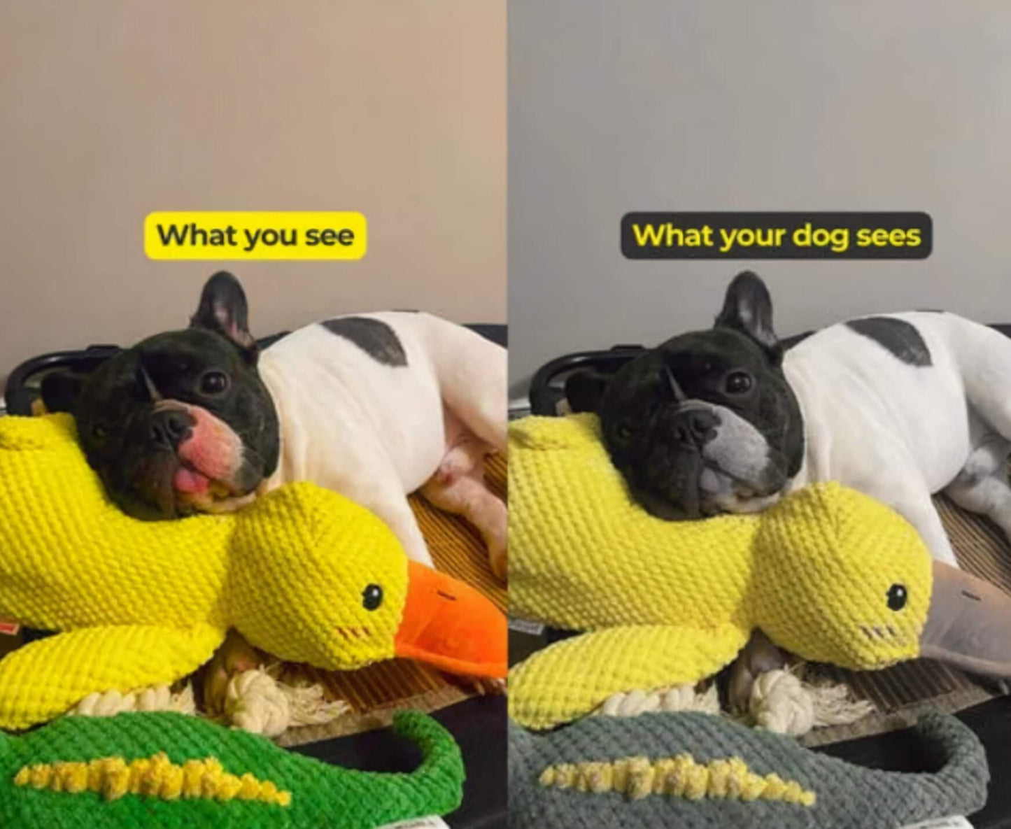 Calming Duck Toy