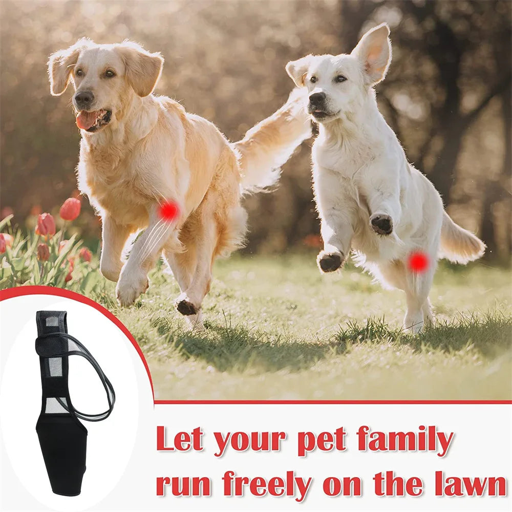 Dog Knee Brace